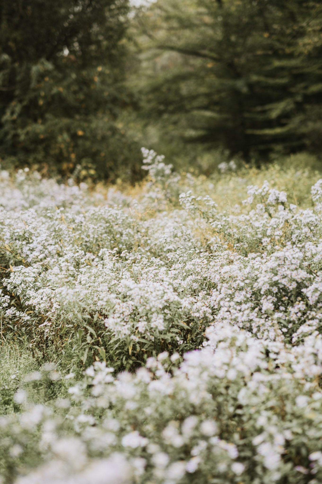 A meadow of white asters in front of evergreens — the Pennsylvania farmland setting used across her own website