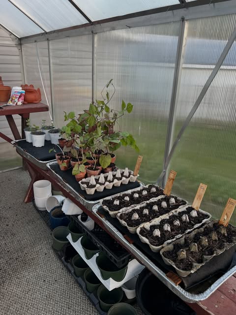 Seed trays and potted starts lined up on a bench inside a greenhouse