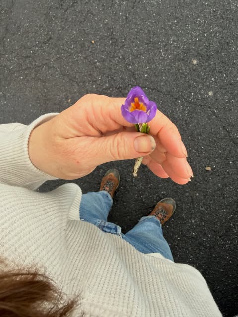A single purple crocus held in an open hand above a gravel path